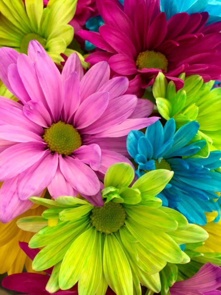 Flowers Images HD Wallpapers