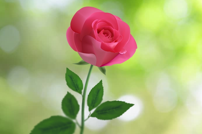 Rose Flower HD Image – Wallpaper Download – 