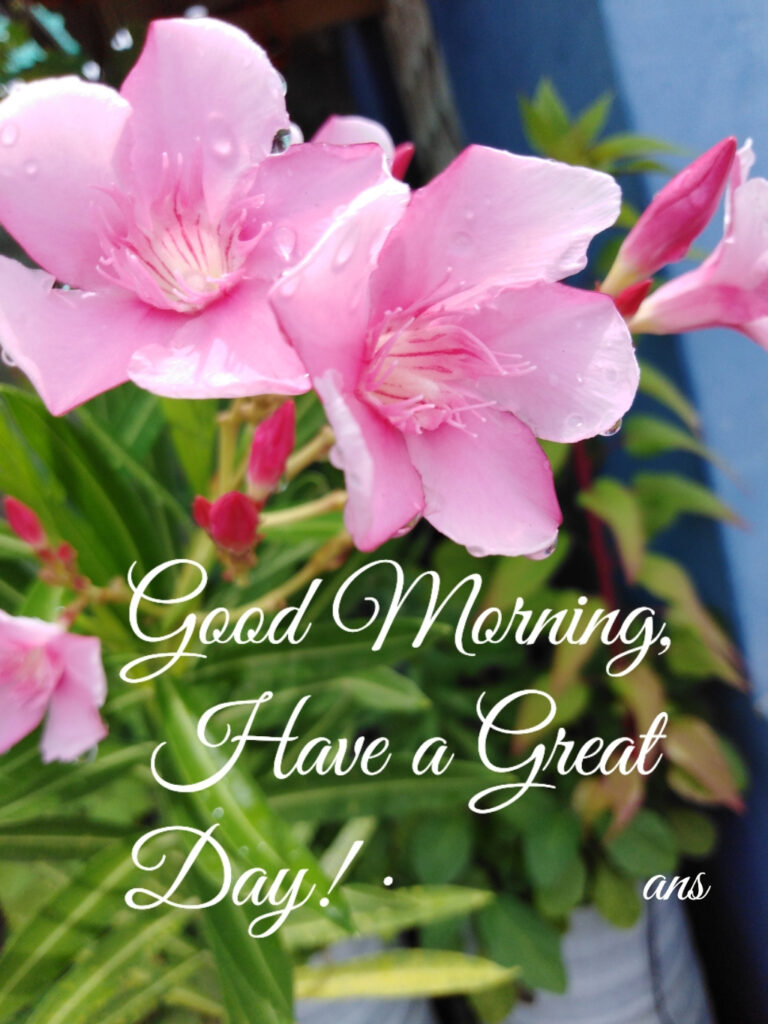 Good Morning Flower Images HD