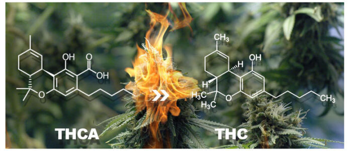 THCA-Rich Cannabis Unveiling the Healing Potential of Raw Weed