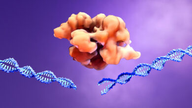 The Art of Redesigning DNA: Understanding CRISPR and Genetic Engineering