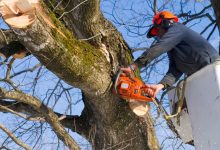 The Ultimate Guide to Tree Removal and Arborists Services in Sydney and North Shore