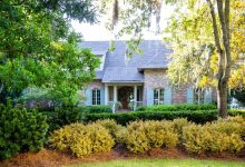 Low-Maintenance Trees for Beginners