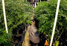 How NJ's Adult-Use Cannabis Law Changed the Shopping Experience