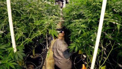 How NJ's Adult-Use Cannabis Law Changed the Shopping Experience