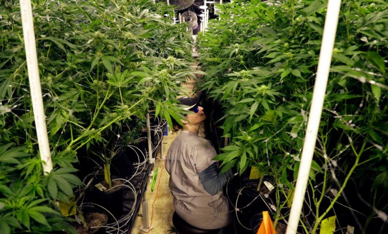 How NJ's Adult-Use Cannabis Law Changed the Shopping Experience